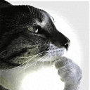 :catponder: