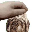 pet_owl