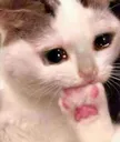 :catpaw: