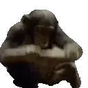 monke