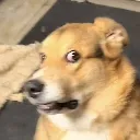 DawgSideeye DawgSideeye