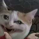 Why_cry Why_cry