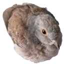 moco_pigeon_ball
