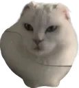 eggcat eggcat