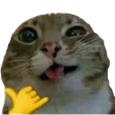 radcat