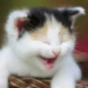catSmile catSmile