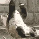 pandaohno pandaohno