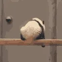 pandasadness