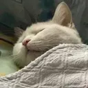 sleeping_cat