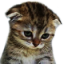 tmr_Sad Discord Emoji | TMR Esports