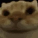 catyes