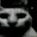cat1