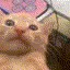 catscream