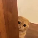 Cat_hiding