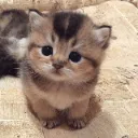 Kitten