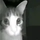 fear