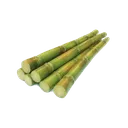sugarcane