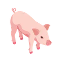 pig
