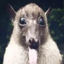 FreakyBat