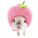bunnystrawber