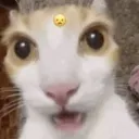 shocked_cat