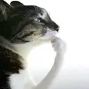 thinkingcat