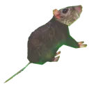 DeadRat