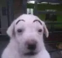 wowzer