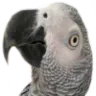 Tall_Stu_Side_Eye_1