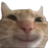 catsmile