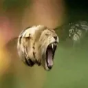 LionBee