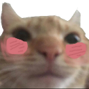 BlushCAT_Samatva Discord emoji