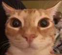 catahuet catahuet