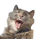 BodieScream