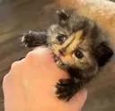 grabkitty grabkitty