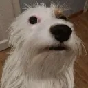 wtf