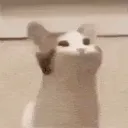 cat_yap