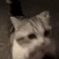 gib