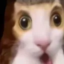 catsurprised