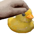 DuckyPet