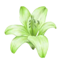 2_green_flower