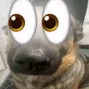 hmmdog