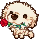 8r_maltipoo