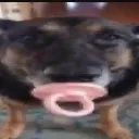 dawg