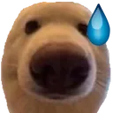 oh