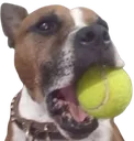 bobnanensmall