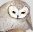 abstractsortafeelOwl abstractsortafeelOwl
