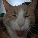 CrippyKitty