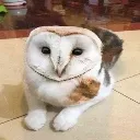 owlme