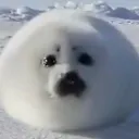 gworbseal